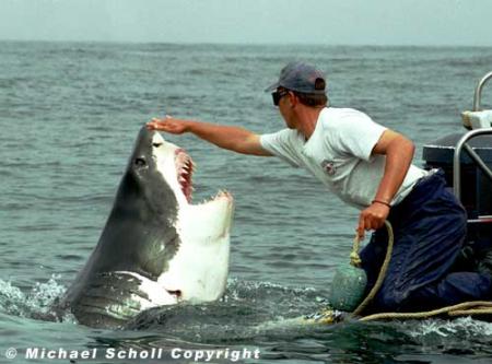 Requin Blanc