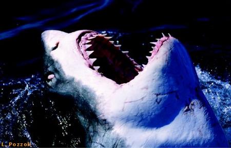 La mort blanche