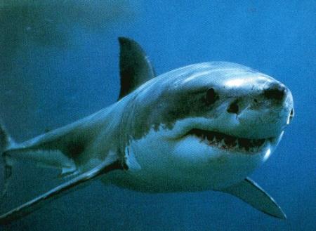 Grand Requin Blanc