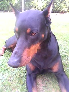 Doberman