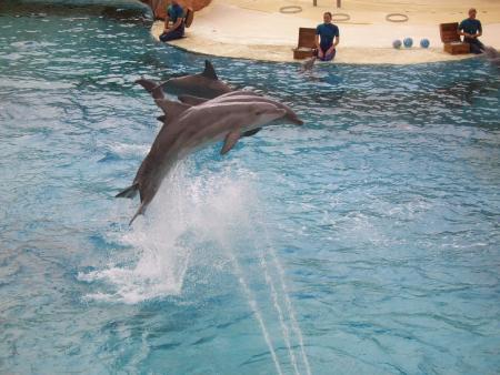 dauphins