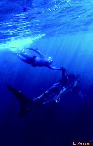 Requin Blanc