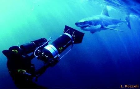 Requin Blanc