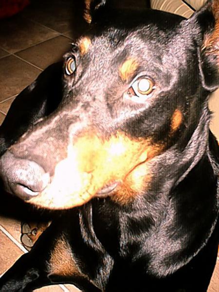 Doberman
