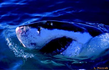 Requin