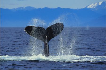 Baleine