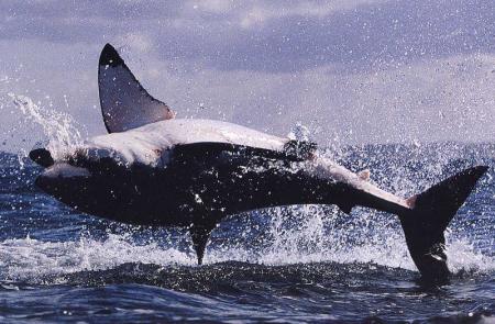 Requin Blanc